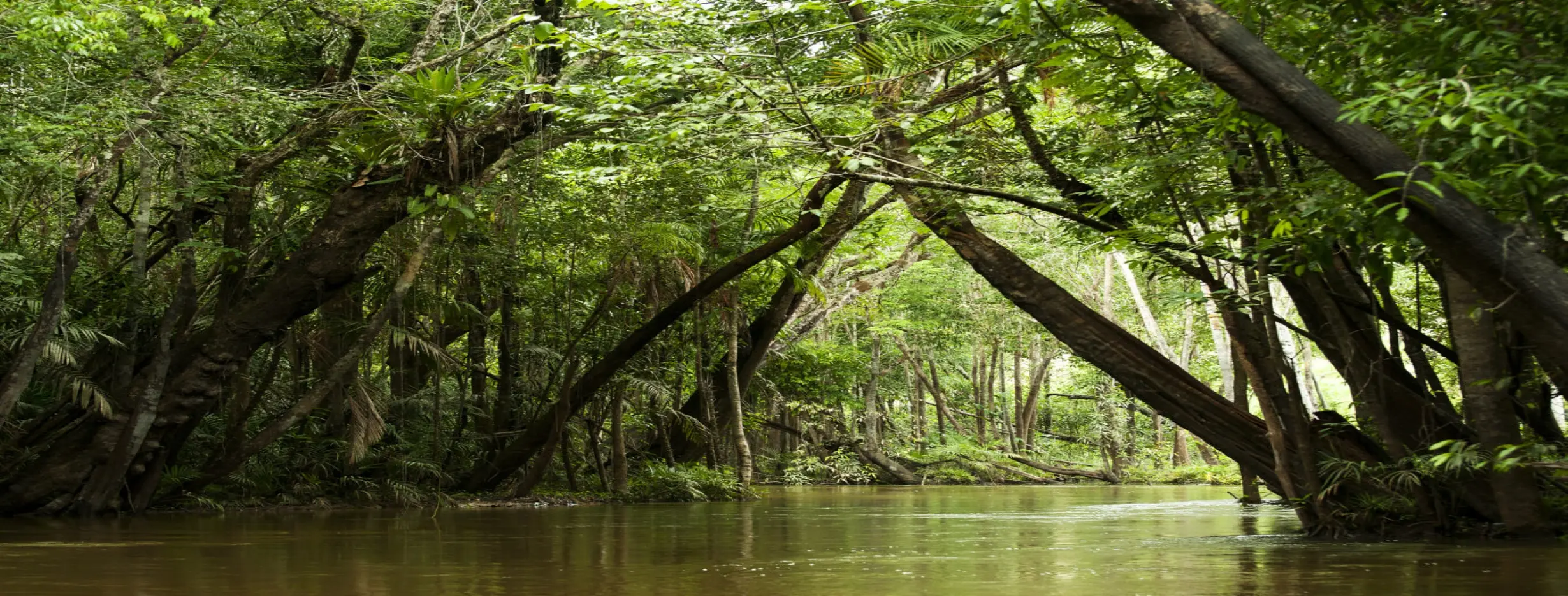Image for Amazon Rainforest